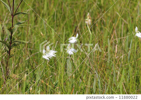雙魚座草，Sagisou， 11880022