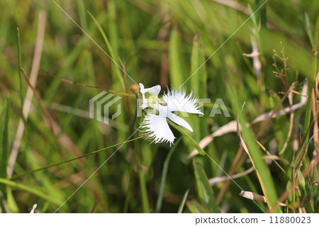 Pisces grass, Sagisou, 11880023