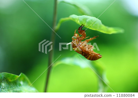 Cicadian shell 11880084