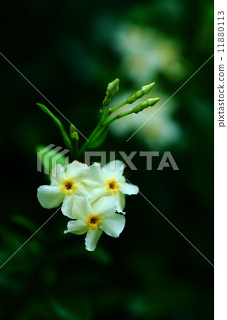 Tea Cazra Flower Tea Cazra Flower 11880113