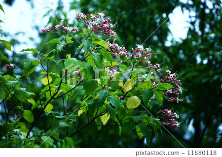 Rabbit flowers 11880118