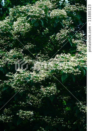 Huge tree of full bunches 11880123
