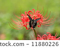 Cluster amaryllis and swallowtail butterfly 11880226