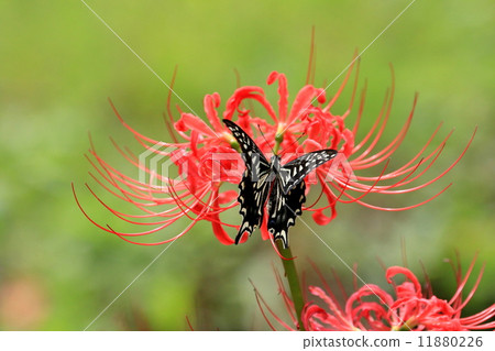 Cluster amaryllis and swallowtail butterfly 11880226
