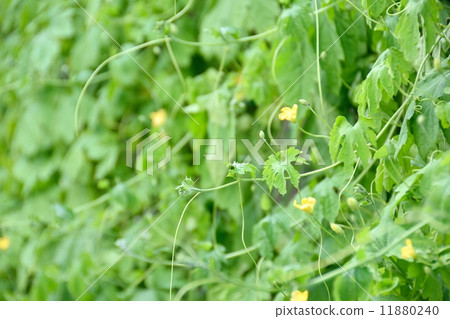 Green Curtain and Boya Green Curtain and Boya 11880240