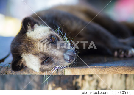 Asian Palm Civet - animal who produce the most expensive coffee Kopi luwak Asian Palm Civet - animal who produce the most expensive coffee Kopi luwak 11880554