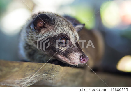 Asian Palm Civet - animal who produce the most expensive coffee Kopi luwak Asian Palm Civet - animal who produce the most expensive coffee Kopi luwak 11880555