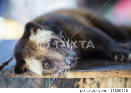 Asian Palm Civet - animal who produce the most expensive coffee Kopi luwak 11880556