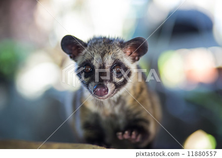 Asian Palm Civet - animal who produce the most expensive coffee Kopi luwak 11880557