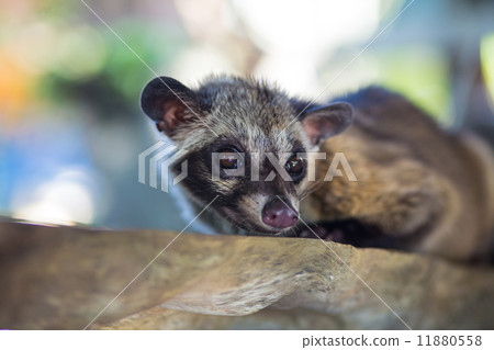 Asian Palm Civet - animal who produce the most expensive coffee Kopi luwak Asian Palm Civet - animal who produce the most expensive coffee Kopi luwak 11880558