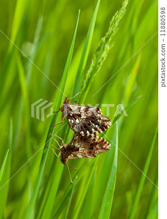 Mating butterflies 11880598