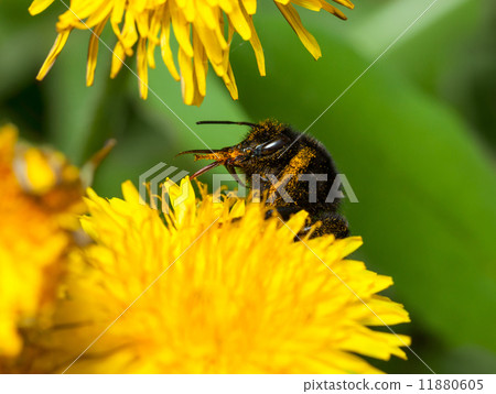 Bumblebee clean its sting Bumblebee clean its sting 11880605