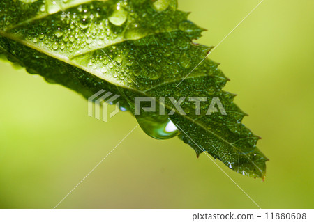 Early morning dew on green leaf 11880608