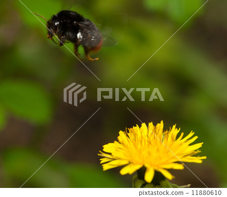 Bumble bee flying from flower 11880610