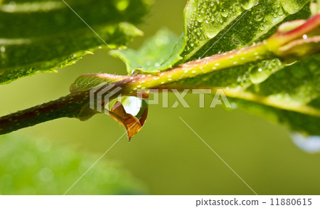 Water drop on a green leaf Water drop on a green leaf 11880615