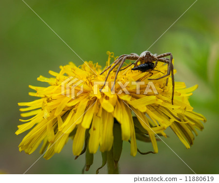 Portrait of spider with pray 11880619