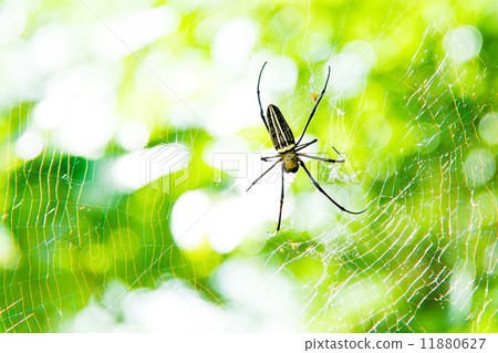 Nephila spider 11880627