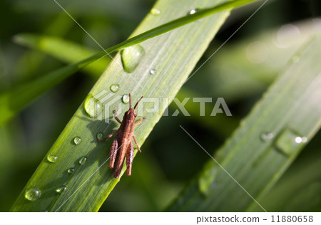 Early morning dew and grasshopper Early morning dew and grasshopper 11880658
