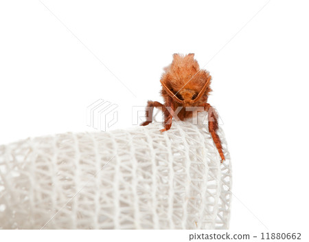 Moth en face Moth en face 11880662