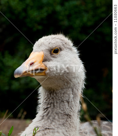 Grey goose head close-up Grey goose head close-up 11880663
