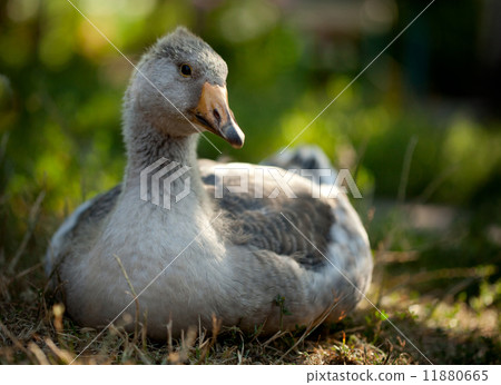Grey goose Grey goose 11880665
