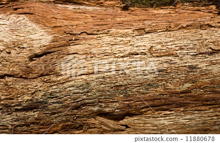 Inner side of spruce bark Inner side of spruce bark 11880678