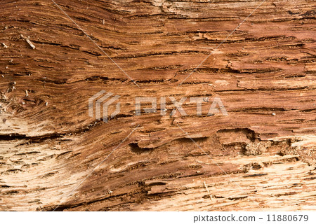 Macro of interior bark structure 11880679