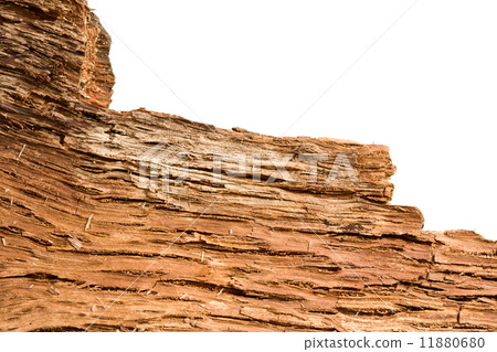 Ragged tree bark inner side Ragged tree bark inner side 11880680