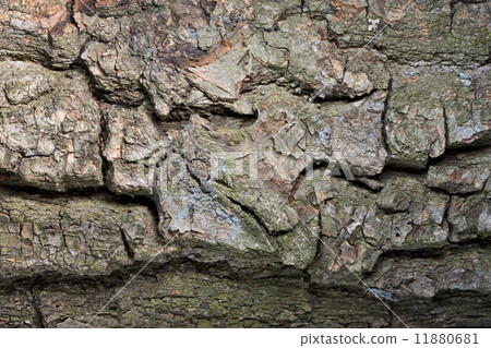 Rough cracked bark background Rough cracked bark background 11880681