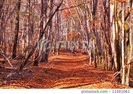 Path of fallen leaf lined woods Path of fallen leaf lined woods 11881062