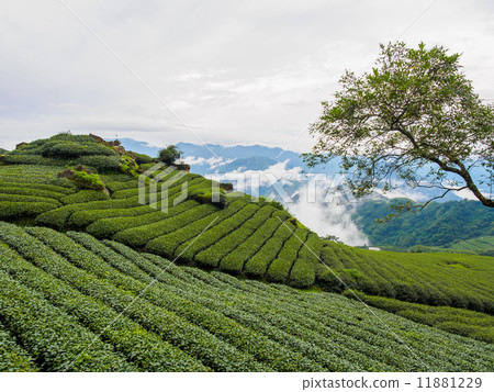 Taiwan Alishan National Scenic Area Tea Field Taiwan Alishan National Scenic Area Tea Field 11881229