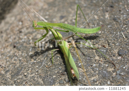 Hunter mantis meal Hunter mantis meal 11881245