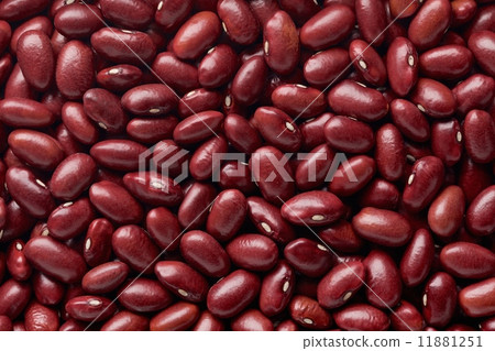 大正金松 11881251