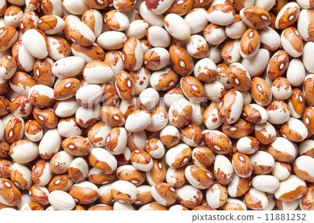 老虎豆 老虎豆 11881252