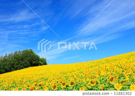 Himawari farm in Biei-cho, Hokkaido 11881302