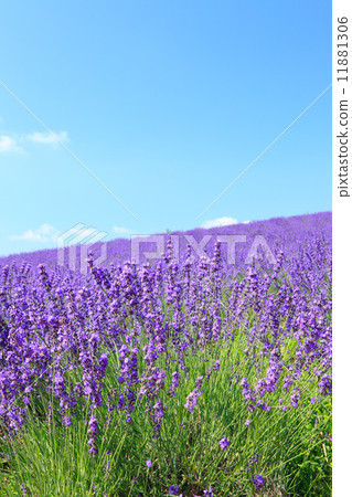 北海道富良野薰衣草 11881306