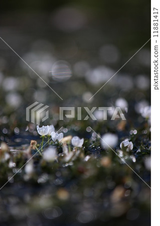 藤的花 藤的花 11881417