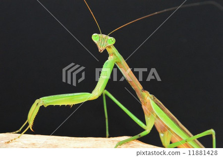 螳螂男黑背 11881428