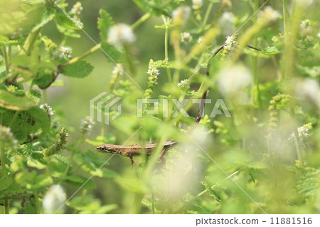 Creatures Reptiles Nikon kana snake, it seems that the ability to adapt to the environment is high because it expands the living area in the vertical direction. I climbed above the flowers looking for insects 11881516