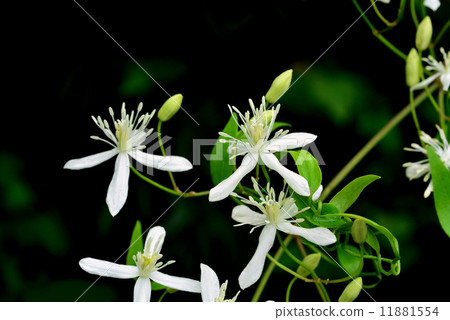 圓錐鐵線蓮 圓錐鐵線蓮 11881554