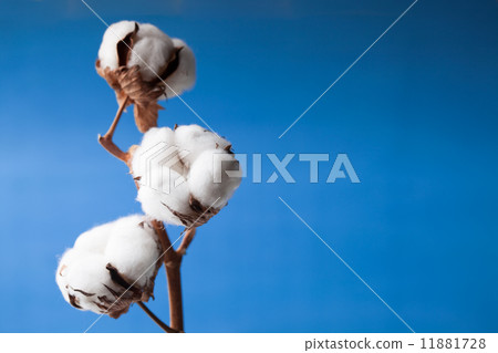Cotton flower Cotton flower 11881728
