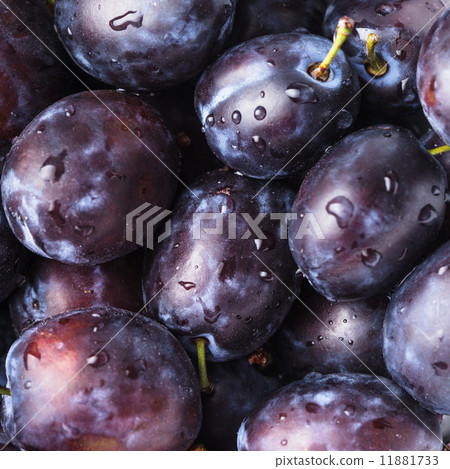 Fleshy plums 11881733
