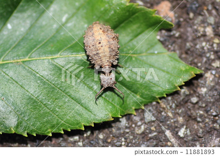 ant lion ant lion 11881893