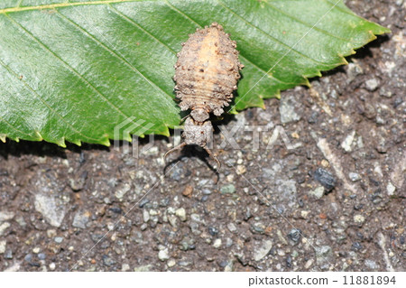 ant lion ant lion 11881894
