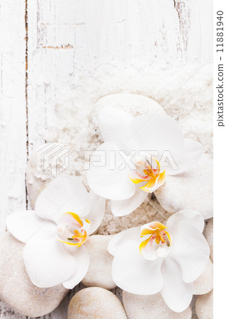 Orchid spa concept Orchid spa concept 11881940
