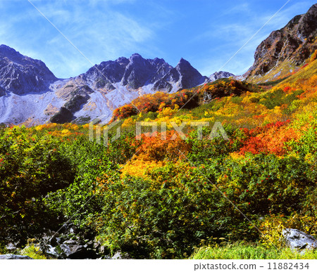 Lively foliage 11882434