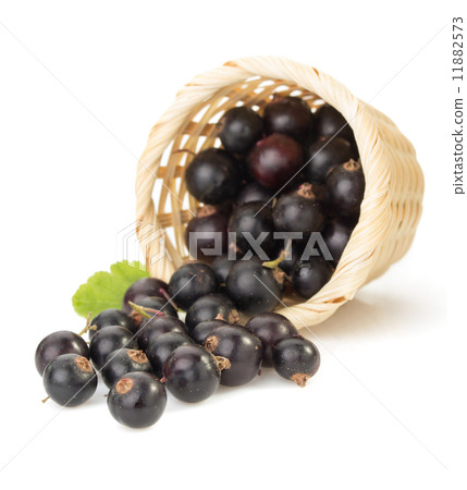 black currants on white 11882573