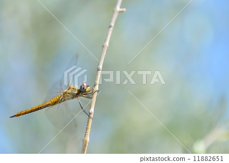 Ushubitimbo 11882651