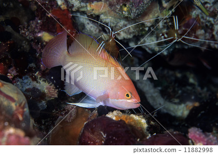 Kerama hanadai (♂) and cleaning shrimp 11882998