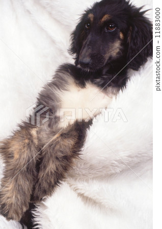 Afghan Hound 11883000